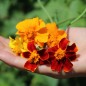 Preview: Tagetes Nema gegen Bodennematoden (Samen)