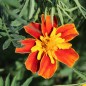 Preview: Tagetes Nema gegen Bodennematoden (Samen)