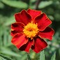 Preview: Tagetes Nema gegen Bodennematoden (Samen)