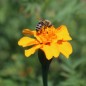 Preview: Tagetes Nema gegen Bodennematoden (Samen)
