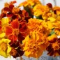 Preview: Tagetes Nema gegen Bodennematoden (Samen)