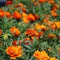 Preview: Tagetes Queen Sophia (Samen)