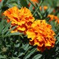 Preview: Tagetes Queen Sophia (Samen)