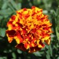 Preview: Tagetes Queen Sophia (Samen)