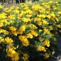 Preview: Neu! Tagetes Silvia (Samen)
