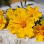 Preview: Neu! Tagetes Silvia (Samen)