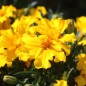 Preview: Neu! Tagetes Silvia (Samen)