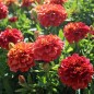 Preview: Tagetes Strawberry Blonde (Samen)