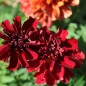 Preview: Tagetes Strawberry Blonde (Samen)