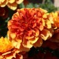 Preview: Tagetes Strawberry Blonde (Samen)