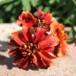 Preview: Tagetes Strawberry Blonde (Samen)