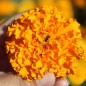 Preview: Neu! Tagetes Sunshine (Samen)