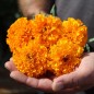 Preview: Neu! Tagetes Sunshine (Samen)