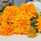 Preview: Neu! Tagetes Sunshine (Samen)
