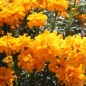Preview: Neu! Tagetes Sunshine (Samen)