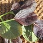 Preview: Tatsoi Red (Samen)