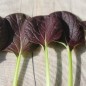 Preview: Tatsoi Red (Samen)