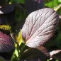 Preview: Tatsoi Red (Samen)
