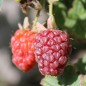 Preview: Tayberry (Pflanze)