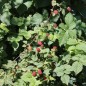 Preview: Tayberry (Pflanze)