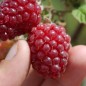 Preview: Tayberry Buckingham (Pflanze)