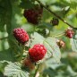 Preview: Tayberry Buckingham (Pflanze)