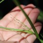 Preview: Teff Hirse (Samen)