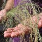 Preview: Teff Hirse (Samen)