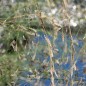 Preview: Teff Hirse (Samen)