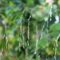 Preview: Teff Hirse (Samen)