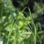 Preview: Teff Hirse (Samen)