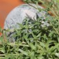 Preview: Thymian Lemonade (Pflanze)