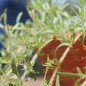 Preview: Thymian Lemonade (Pflanze)