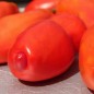 Preview: Tomate Big Ray’s Argentinian Paste (Soßentomate) (Samen)