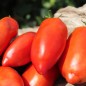 Preview: Tomate Big Ray’s Argentinian Paste (Soßentomate) (Samen)