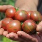 Preview: Tomate Black Vernissage (Samen)