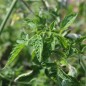 Preview: Tomate Black Vernissage (Samen)
