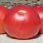 Preview: Tomate Brandywine pink (Samen)