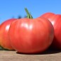 Preview: Tomate Brandywine pink (Samen)