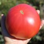 Preview: Tomate Brandywine pink (Samen)
