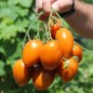 Preview: Tomate Butterscotch (Samen)