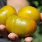 Preview: Tomate Cherokee Green (Samen)