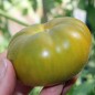 Preview: Tomate Cherokee Green (Samen)