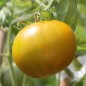 Preview: Tomate Cherokee Green (Samen)