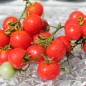 Preview: Tomate Chibikko Microdwarf (Zwergtomate) (Samen)