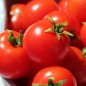Preview: Tomate Chibikko Microdwarf (Zwergtomate) (Samen)