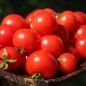 Preview: Tomate Chibikko Microdwarf (Zwergtomate) (Samen)