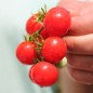 Preview: Tomate Chibikko Microdwarf (Zwergtomate) (Samen)