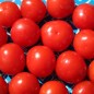 Preview: Tomate Chibikko Microdwarf (Zwergtomate) (Samen)