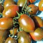 Preview: Tomate Cookie Select (Samen)
